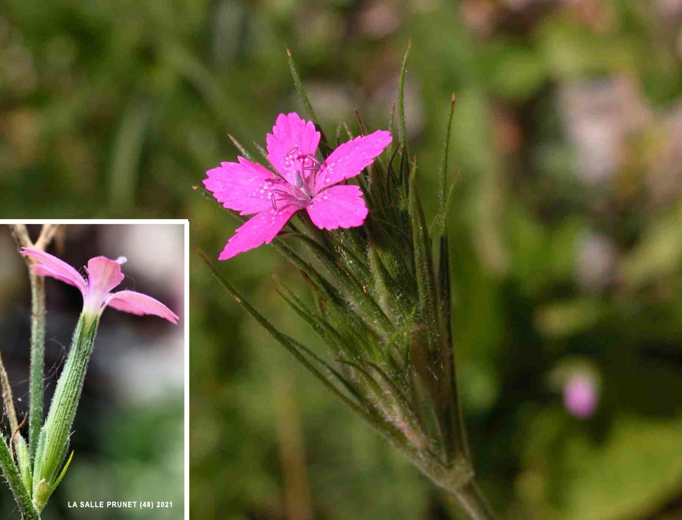 Pink, Deptford flower